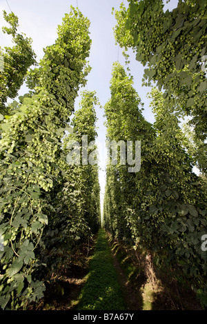 Hops garden near Wolznach in der Hallertau, Bavaria, Germany, Europe Stock Photo