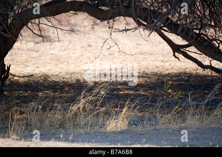 Leopard lying in the shade of a camel thorn tree