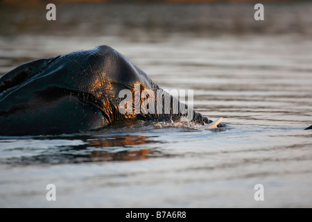 Close-up portrait of a wholly submerged elephant swimming across the Chobe river Stock Photo