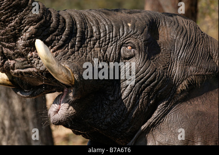 Tight portrait of a wet African elephant reaching up with its trunk and open mouth