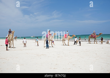 Start of camel race on sands Diani Beach Southern coast Mombasa Kenya Stock Photo