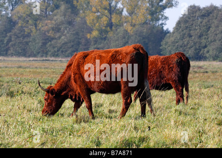 Salers cattle, domestic cattle, cattle breed (Bos primigenius f. taurus), grazing