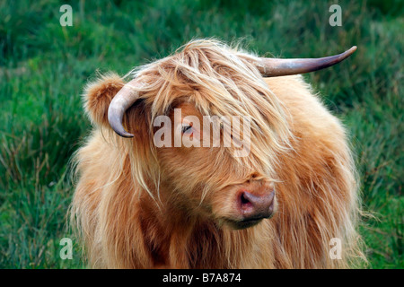 Scottish highland cattle (Bos primigenius f. taurus) Stock Photo