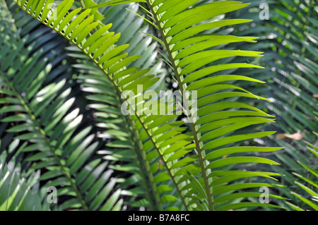 Lebombo Cycad (Encephalartos lebomboensis), South Africa, Africa Stock Photo