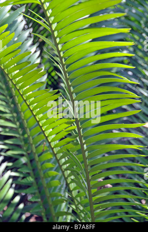 Lebombo Cycad (Encephalartos lebomboensis), South Africa, Africa Stock Photo