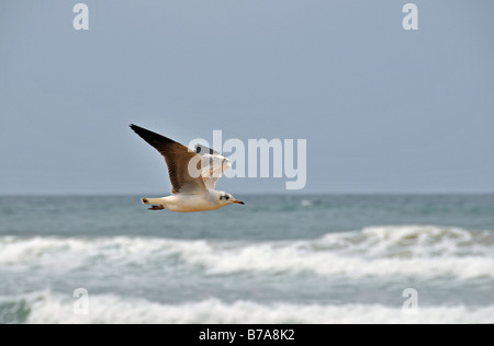 Black-headed Gull (Larus ridibundus), flying, Santa Lucia, Greater St. Lucia Wetlands Park, South Africa Stock Photo