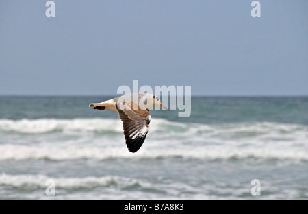 Black-headed Gull (Larus ridibundus), flying, Santa Lucia, Greater St. Lucia Wetlands Park, South Africa Stock Photo