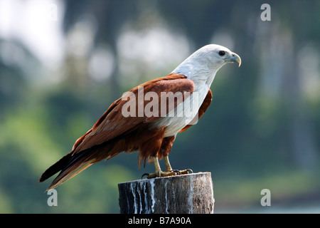 Brahminy Kite or Red-backed Sea-eagle (Haliastur indus) Stock Photo