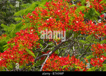 Flamboyant (Delonix regia) Stock Photo