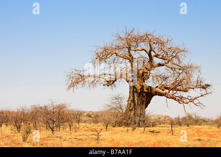 African Baobab tree (Adansonia digitata), South Africa Stock Photo