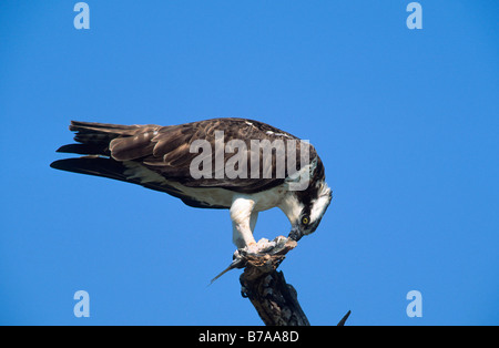 Osprey or Sea Hawk (Pandion haliaetus), Sanibel Island, Florida, USA Stock Photo