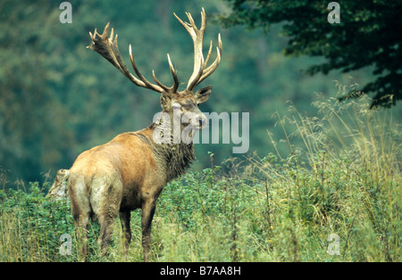 Red Deer (Cervus elaphus) during rutting season Stock Photo