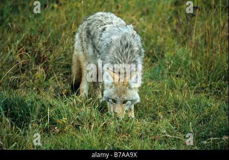 Coyote (Canis latrans), Alberta, Canada, North America Stock Photo