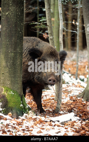 Wild Boar (Sus scrofa), tusker, in winter, Allgaeu region, Germany, Europe Stock Photo
