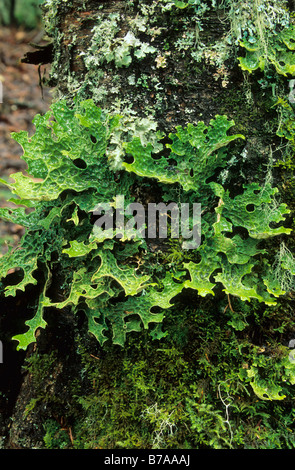 Lungwort or lung moss (Lobaria pulmonaria), British Columbia, Canada, North America Stock Photo