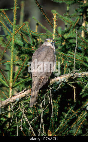 Eurasian Sparrowhawk (Accipiter nisus), Allgaeu, Germany, Europe Stock Photo