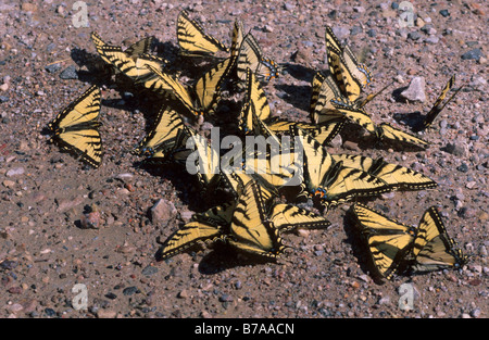 Old World Swallowtail (Papilio machaon) licking minerals from the earth, Northwest Territory, Canada, North America Stock Photo