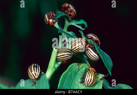 Colorado Potato Beetle (Leptinotarsa decemlineata) on a fodder plant, Allgaeu, Germany, Europe