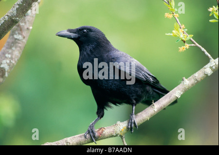 Carrion Crow (Corvus corone corone), Allgaeu, Germany, Europe Stock Photo