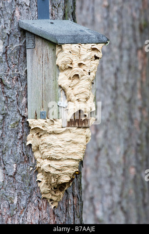 European Hornet hive (Vespa crabro), in a nesting box Stock Photo
