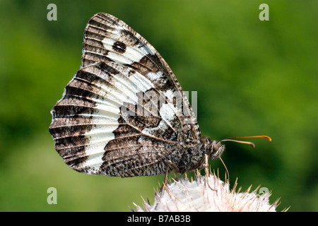 Great Banded Grayling (Brintesia circe) Stock Photo