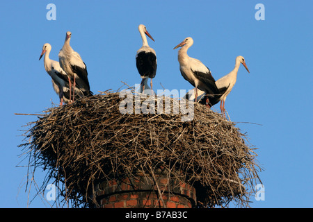 White Storks (Ciconia ciconia) perched on a nest in Cerna Hora, Blansko district, Moravia, Czech Republic, Central Europe Stock Photo