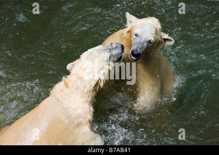 Polar Bears (Ursus maritimus, Thalarctos maritimus), cubs play-fighting in water Stock Photo