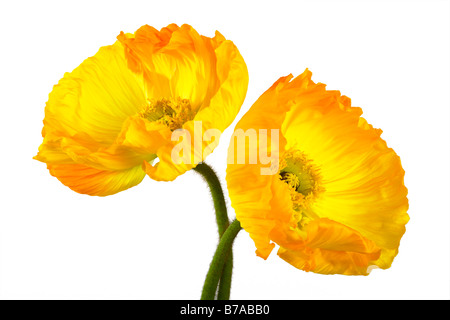 Irish Poppy (Papaver) on white Stock Photo