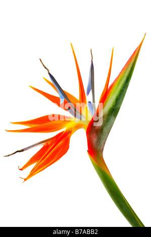 Strelitzia, Crane Flower or Bird of Paradise (Strelitzia regina) on white Stock Photo