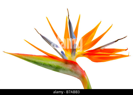Strelitzia, Crane Flower or Bird of Paradise (Strelitzia regina) on white Stock Photo