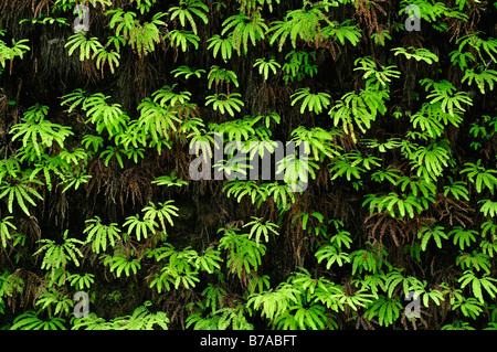 Wall with ferns, Fern Canyon, Redwood National Park, California, USA, North America Stock Photo