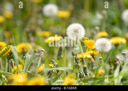 detail of dandilions going to seed (dandilion clocks) in an overgrown garden Stock Photo