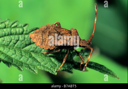 Dock Bug (Coreus marginatus)