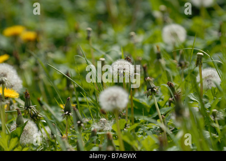 detail of dandilions going to seed (dandilion clocks) in an overgrown garden Stock Photo