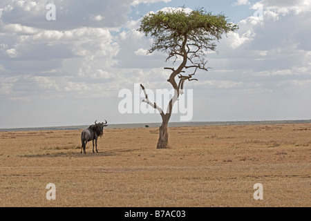 Wildebeest Connochaetes taurinus on savannah plains Masai Mara North Reserve Kenya Stock Photo