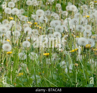 detail of dandilions going to seed (dandilion clocks) in an overgrown garden Stock Photo