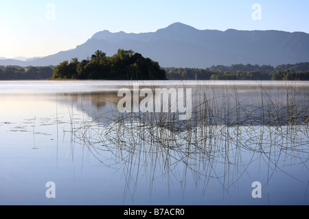 Bulrushes on Lake Staffel near Uffing, Upper Bavaria, Bavaria, Germany, Europe Stock Photo