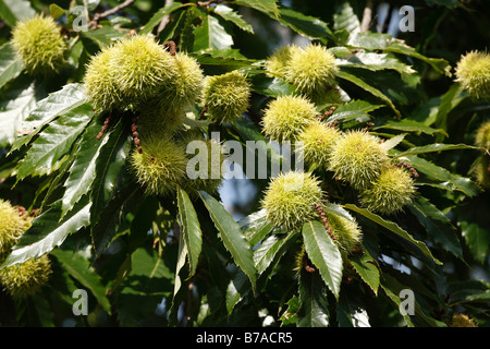 Ripe Sweet Chestnuts (Castanea sativa), Styria, Austria, Europe Stock Photo