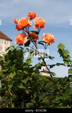Rose in front of Stainz Palace, Schilcher Weinstrasse, Schilcher Wine Route, Styria, Austria, Europe Stock Photo