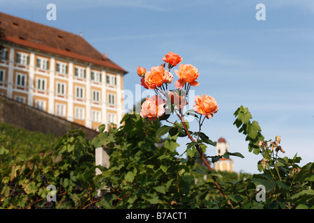 Rose in front of Stainz Palace, Schilcher Weinstrasse, Schilcher Wine Route, Styria, Austria, Europe Stock Photo