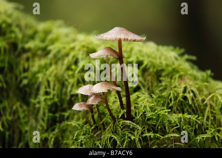 Mushrooms and moss in a cloud forest, Garajonay National Park, La Gomera, Canary Islands, Spain, Europe Stock Photo