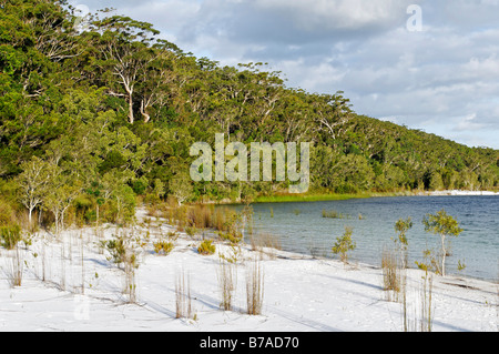 Beach of the Lake McKenzie, Fraser Island, Queensland, Australia Stock Photo