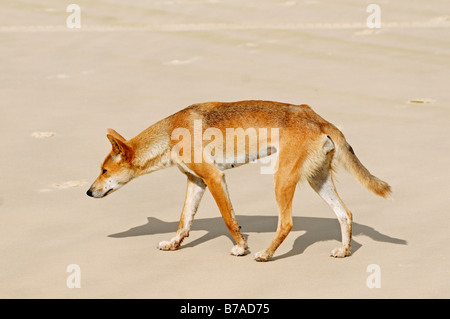 Dingo (Canis lupus dingo) on the beach of Fraser Island, Queensland, Australia Stock Photo