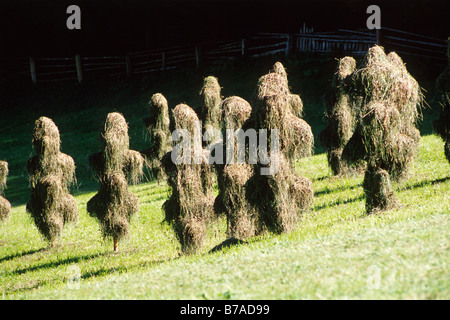 Stacks of hay during hay harvest in North Tyrol, Austria, Europe Stock Photo