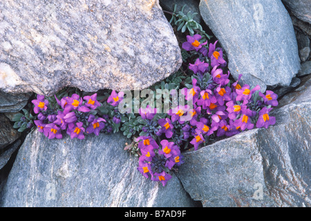 Alpine toadflax (Linaria alpina), National Park Hohe Tauern, East Tyrol, Austria, Europ Stock Photo