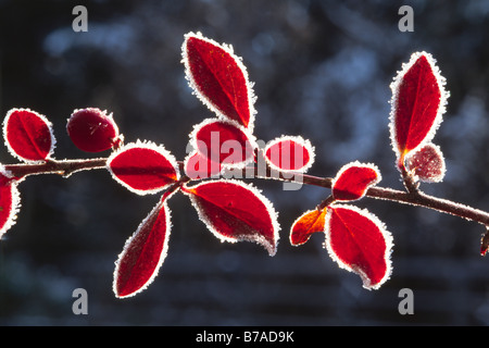 Red leave edges coated in hoar frost, North Tyrol, Austria, Europe Stock Photo
