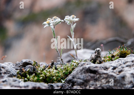 Edelweiss (Leontopodium nivale subsp. alpinum) on the Seceda High Plateau, Puez-Geisler National Park, Wolkenstein, Alto Adige, Stock Photo
