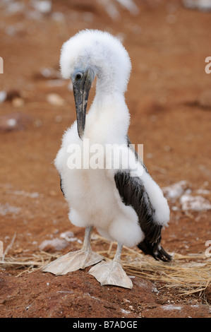 Young Blue-footed Bobby (Sula nebouxii), Seymour Norte Island, Galapagos Islands, Ecuador, South America Stock Photo