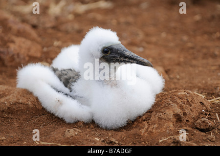 Young Blue-footed Bobby (Sula nebouxii), Seymour Norte Island, Galapagos Islands, Ecuador, South America Stock Photo