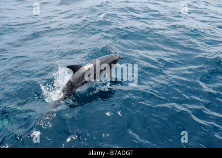 Striped Dolphin (Stenella coeruleoalba) jumping out of the water Stock Photo